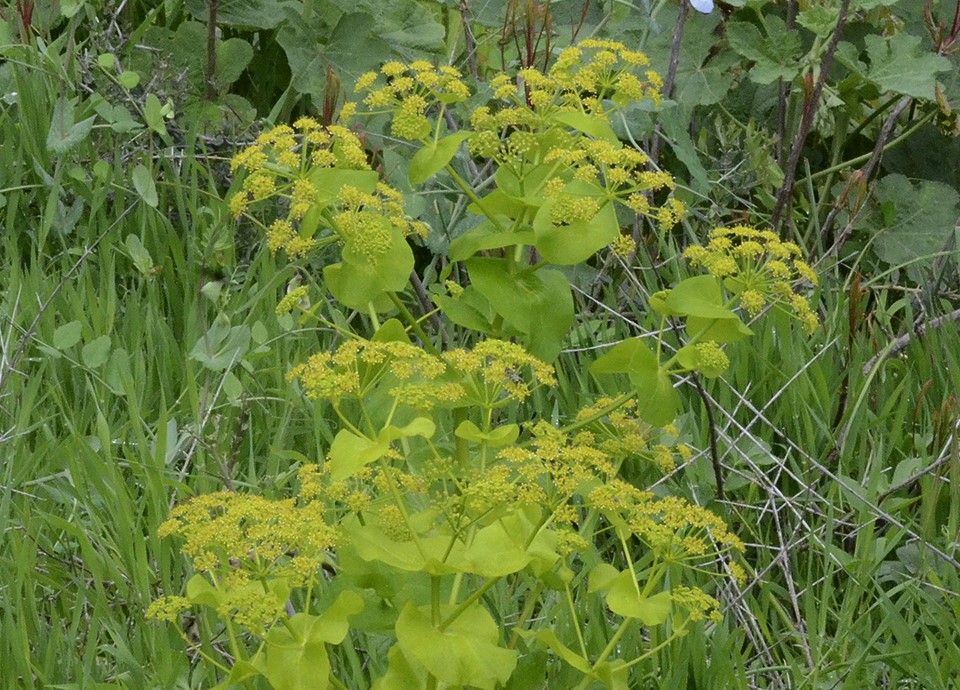 Smyrnium connatum