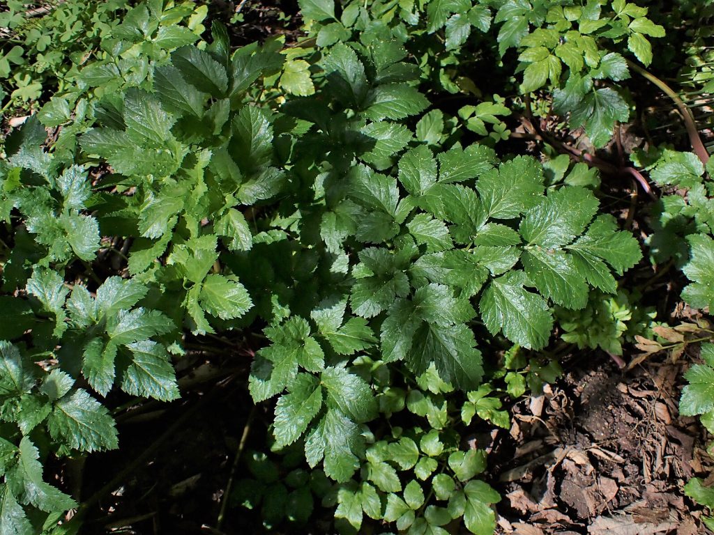 Smyrnium olusatrum