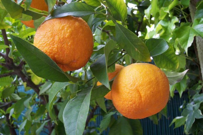 Citrus-aurantium-5