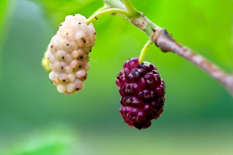 Χρήσιμες ιατρικές συνταγές με μουρνιά