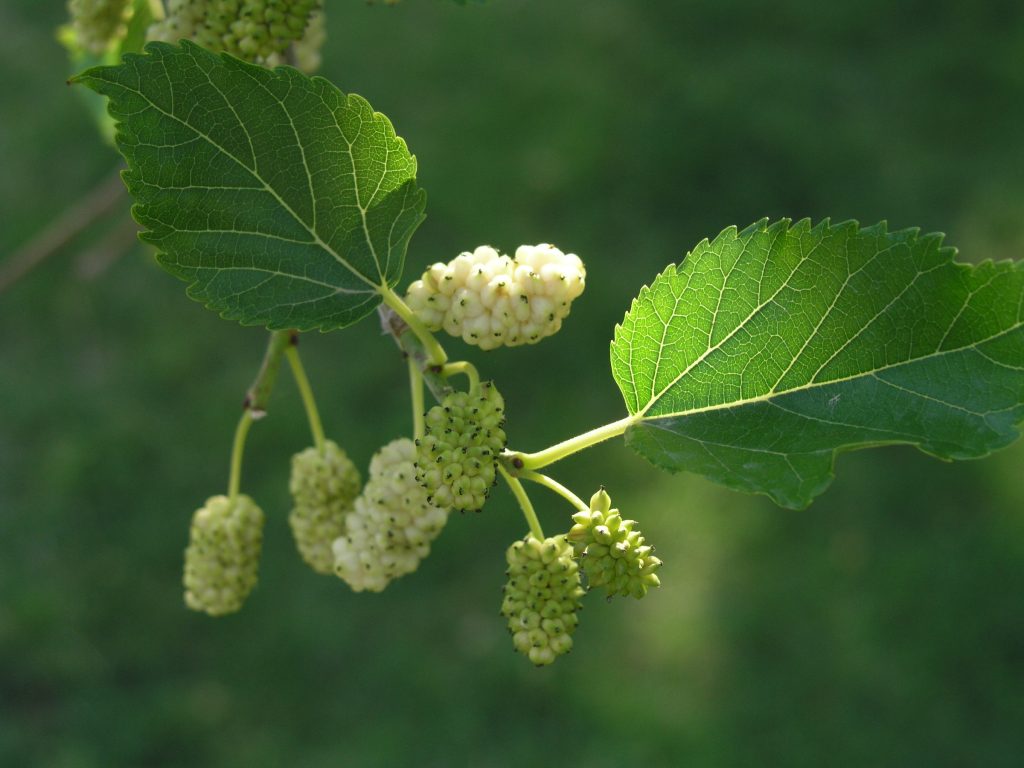 Morus alba ή Μορέα η λευκή ή λευκή μουριά ή ασπροσκαμνιά