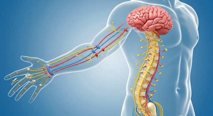 Neurobiomechanics-5
