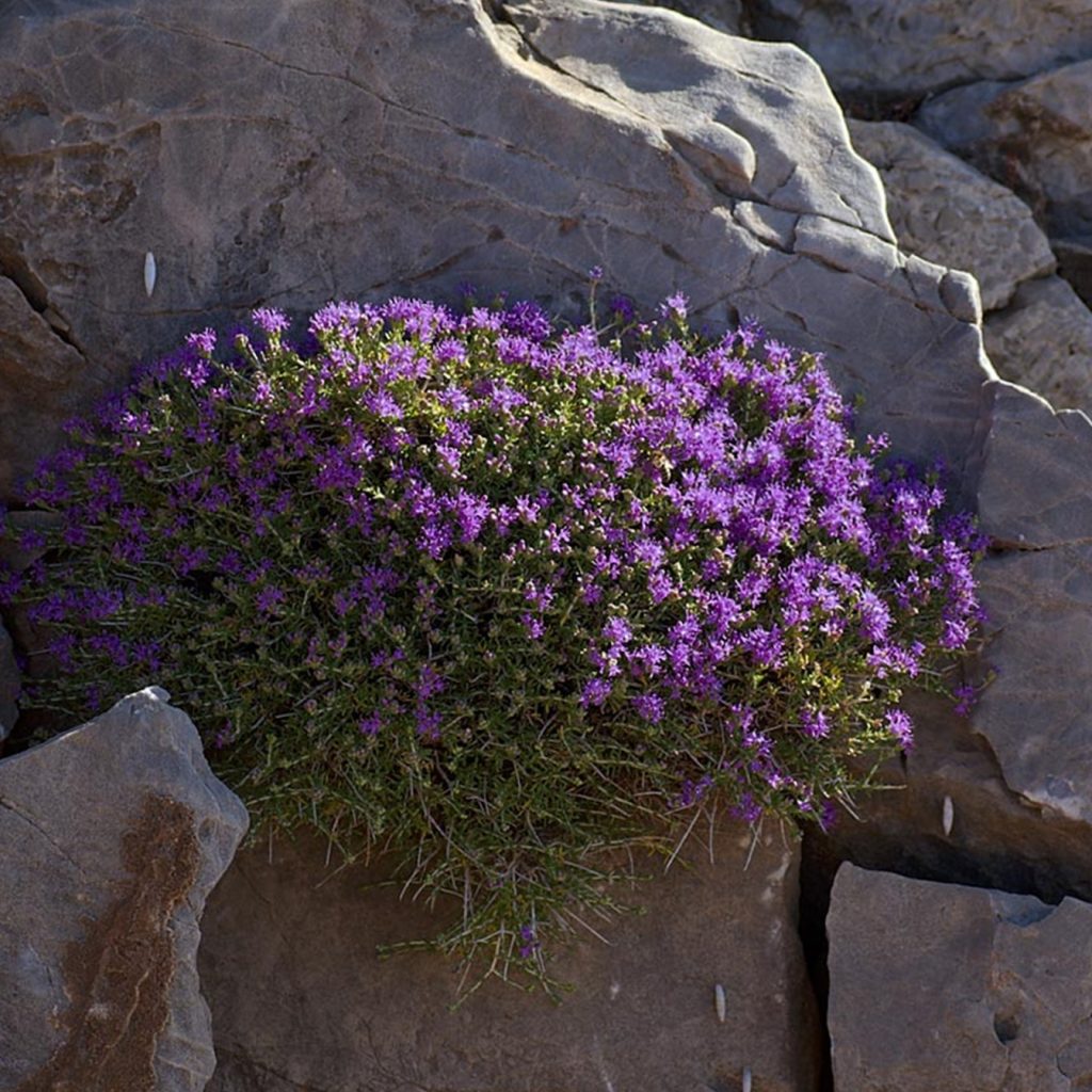Ο θύμος ο κεφαλωτός ή Thymus capitatus ή Coridothymus capitatus ή κεφαλοθύμαρο ή ρουχόθυμο ή γαϊδουρόθυμος