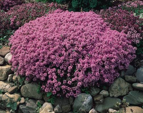 O θύμος ο έρπυλος ή Thymus serpyllum ή αγριοθύμαρο ή ζυγίς