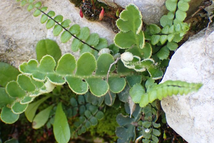 asplenium-cetarach-1