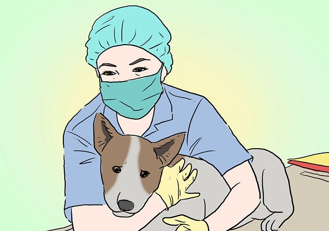 Ακτινοδιάγνωση και χειρουργική Ζώων Συντροφιάς