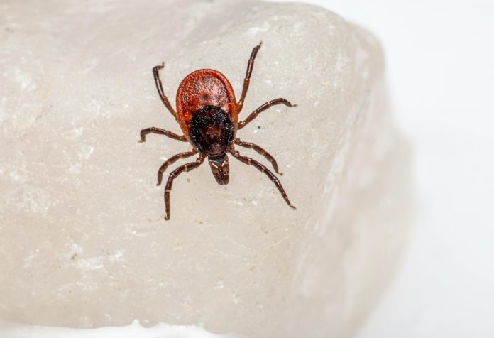 rare-tick-borne-diseases-1