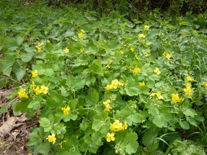 Chelidonium-majus-3
