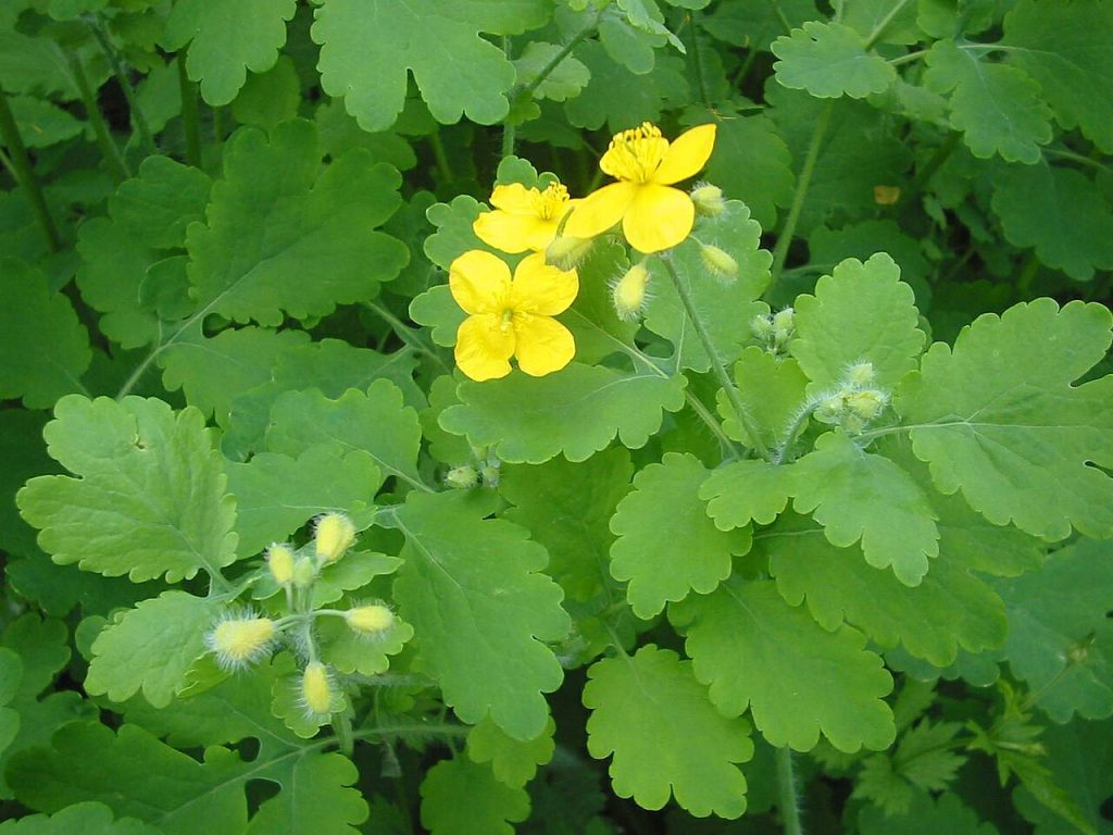 Chelidonium majus ή χελιδόνιον το μέγα ή greater celandine ή βατράχιο το μεγανθές ή μεγάλο χελιδώνιο ή χελιδόνιο ή χελιδώνιο ή χελιδόνιον ή χελιδονόχορτο ή δοντόχορτο