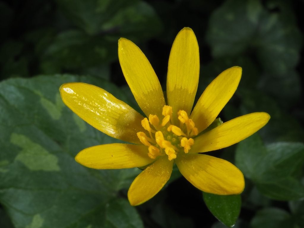 Ranunculus ficaria ή ρανούγκουλος η φικάρια ή Ficaria verna ή lesser celandine ή Συκόρριζα ή Συκόρριζα η εαρινή ή ζοχαδόχορτο ή ζωχαδόχορτο ή μικρό χελιδώνιο ή χελιδονόχορτο ή Φικάρια ή Σφουρδάκλα ή Σφουρδακέλα ή Νεραγκούλα ή βατράχιο ή νερατζούλα