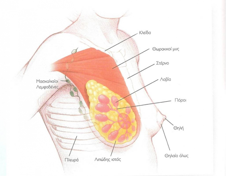 Ποιο στήθος θεωρείται φυσιολογικό