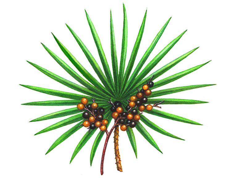 Saw Palmetto