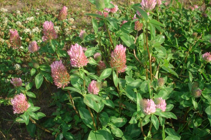 Trifolium pratense