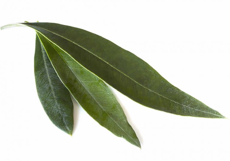 Φύλλα ελιάς για να έχετε φυσιολογική πίεση
