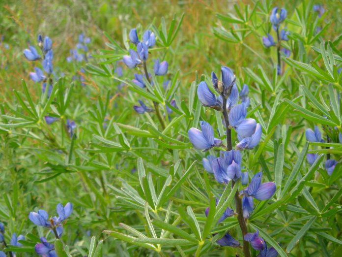 Lupinus angustofolius