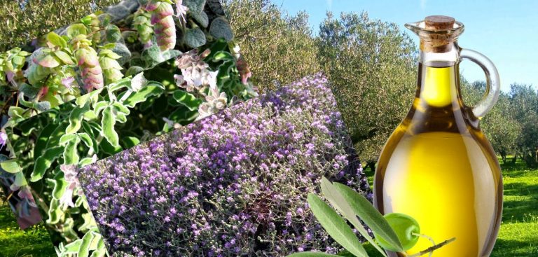 Πάρτε το κρητικό ίαμα αν έχετε κρυολόγημα και γρίπη