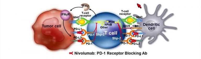 Nivolumab