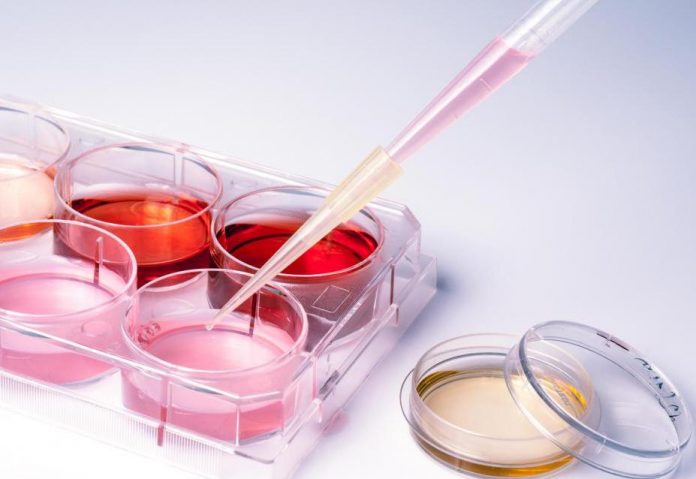 images_photos_42_1_rhesus-1