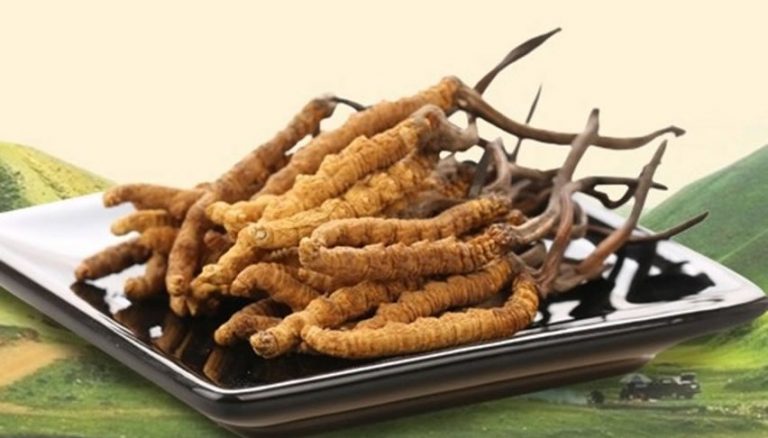 Cordyceps