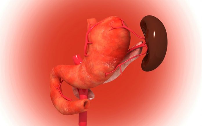 images_photos_42_spleen-3