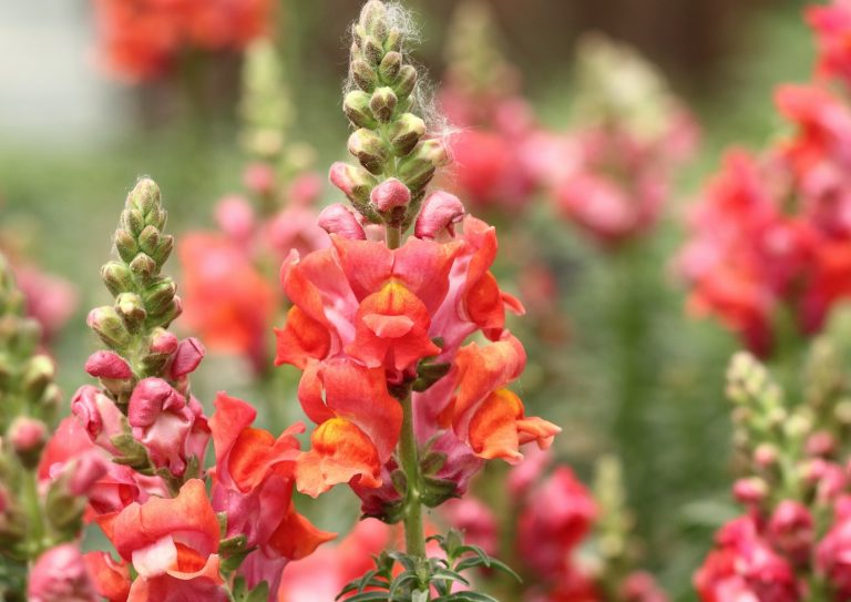 Χρήσιμες ιατρικές συνταγές με σκυλάκια