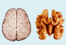 brain farmako 1