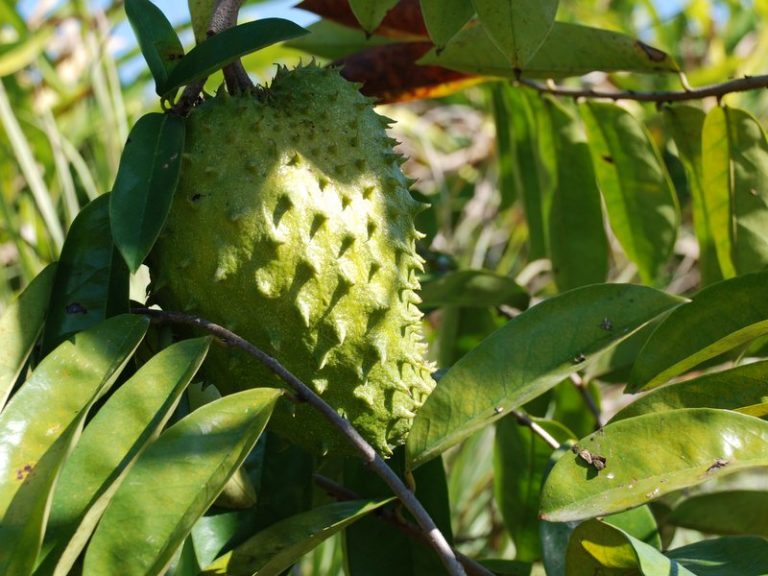 Η γκραβιόλα είναι πολύτιμη για την υγεία