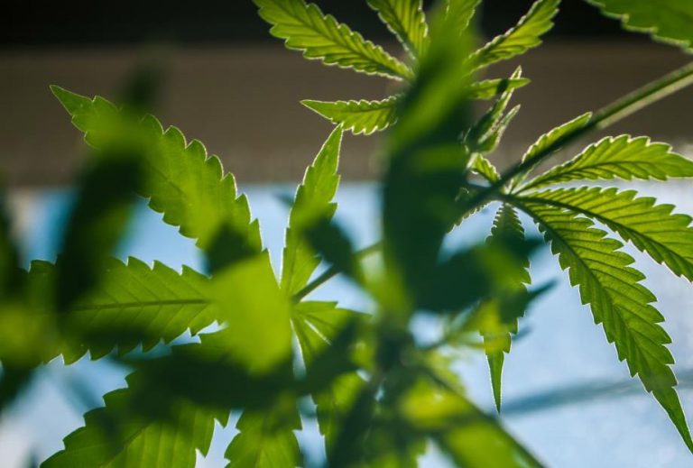 Η κάνναβη μειώνει τη χρήση συνταγογραφούμενων φαρμάκων