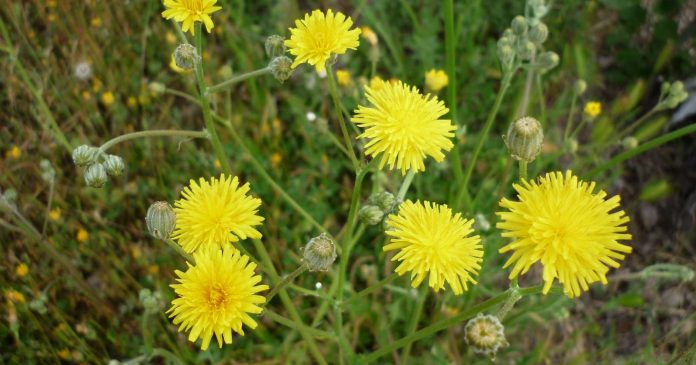 Scorsonera hispanica ή σκορζονέρα η ισπανική ή σκορτσονέρα ή σταρίδα Scorsonera hispanica ή σκορζονέρα η ισπανική ή σκορτσονέρα ή σταρίδα