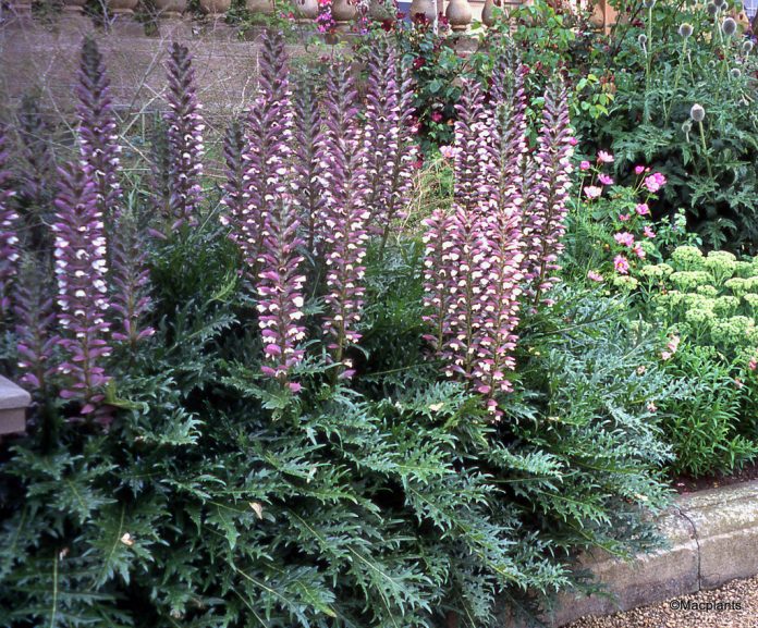 Acanthus spinosus ή Άκανθος ο ακανθωτός
