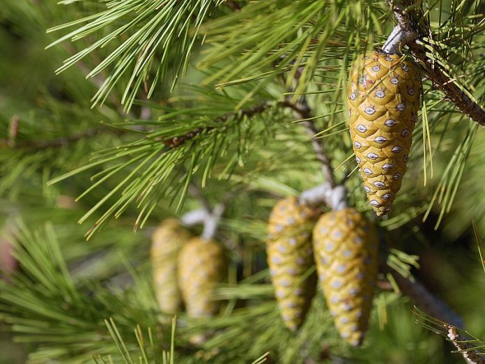 Pinus halepensis