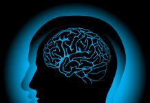 brain food 2