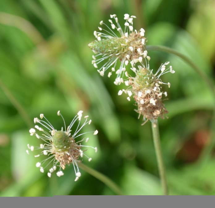 plantago 2