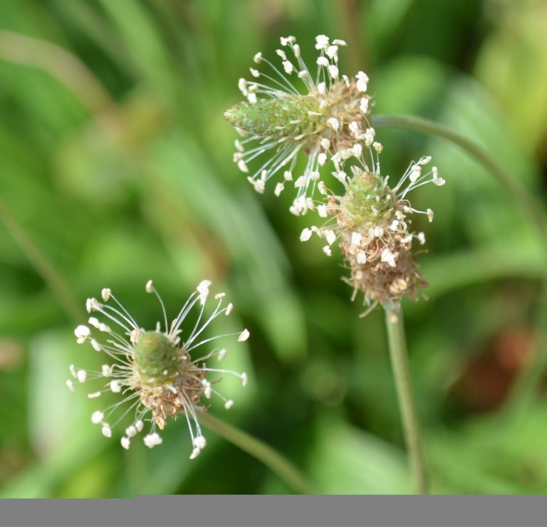 Χρήσιμες ιατρικές συνταγές με πεντάνευρο