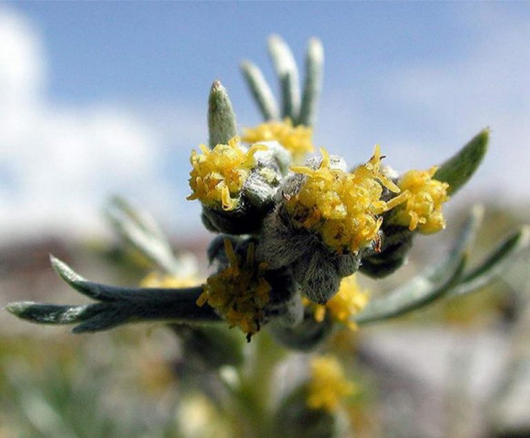 Αρτεμισία η Μουτελίνα