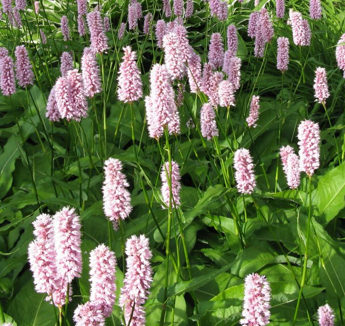 polygonum 2 polygonum 2