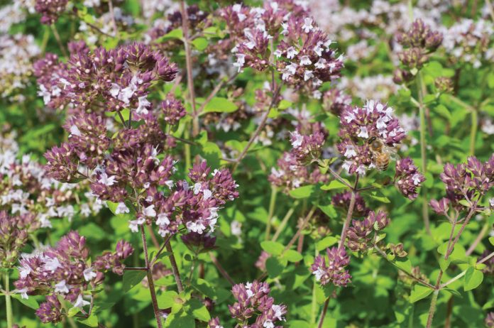 mantzoyrana 2