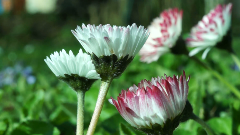 Η Βελλίς η πολυετής