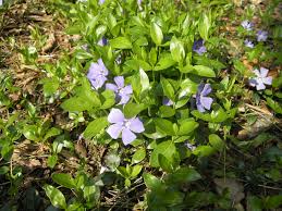 Χρήσιμες ιατρικές συνταγές με αγριολίτσα