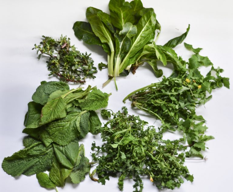 Η Ελλάδα διαθέτει μία από τις πιο πλούσιες χλωρίδες του κόσμου