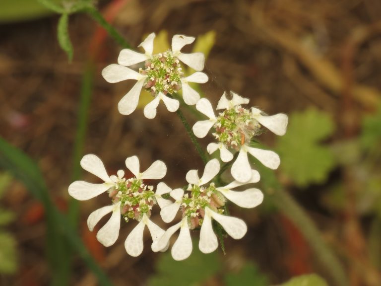 Καυκαλήθρα