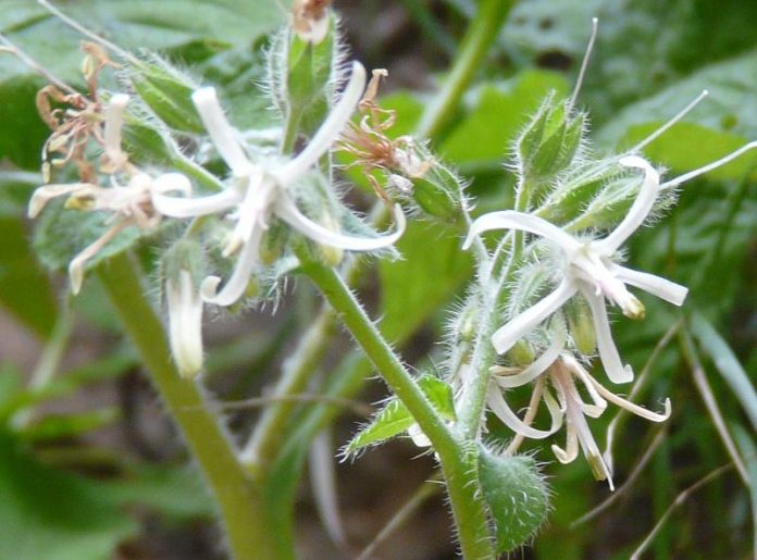 symphytum 1 symphytum 1
