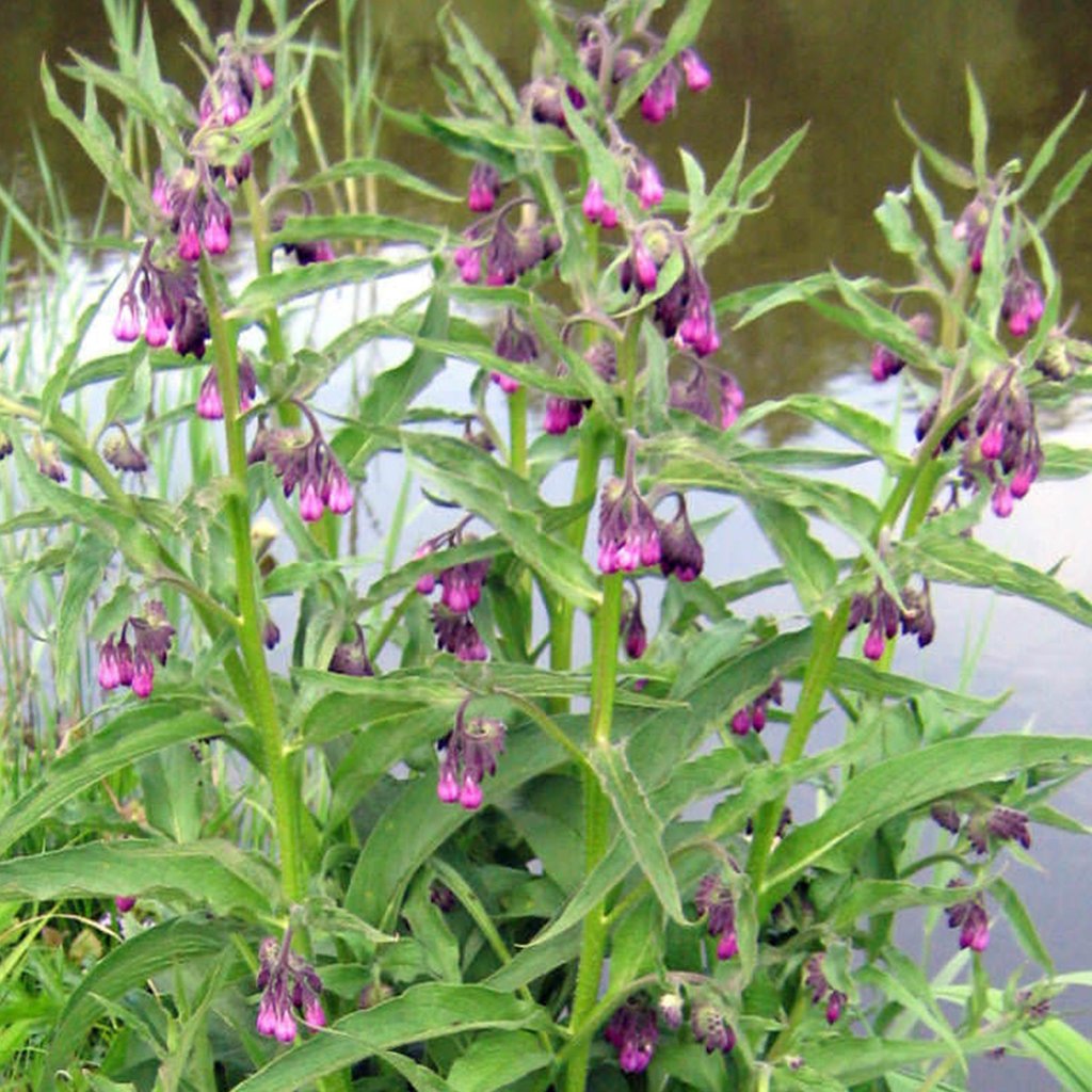 symphytum 2