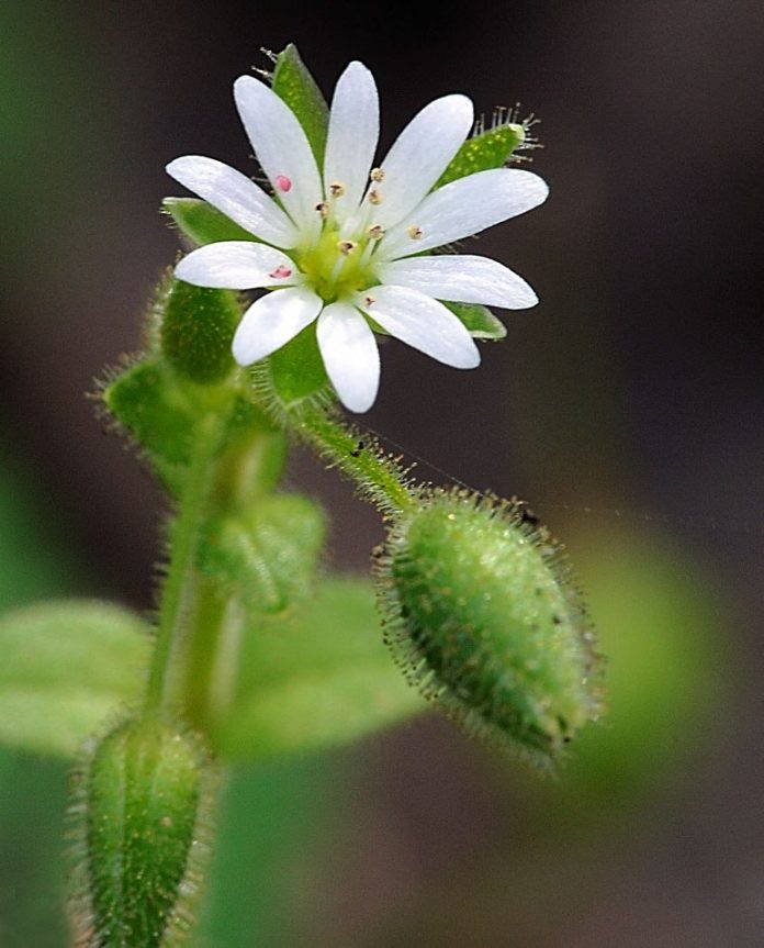 stellaria 2