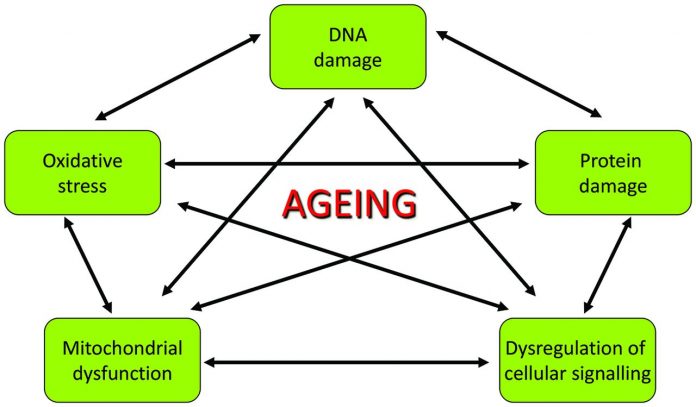 antiaging 2