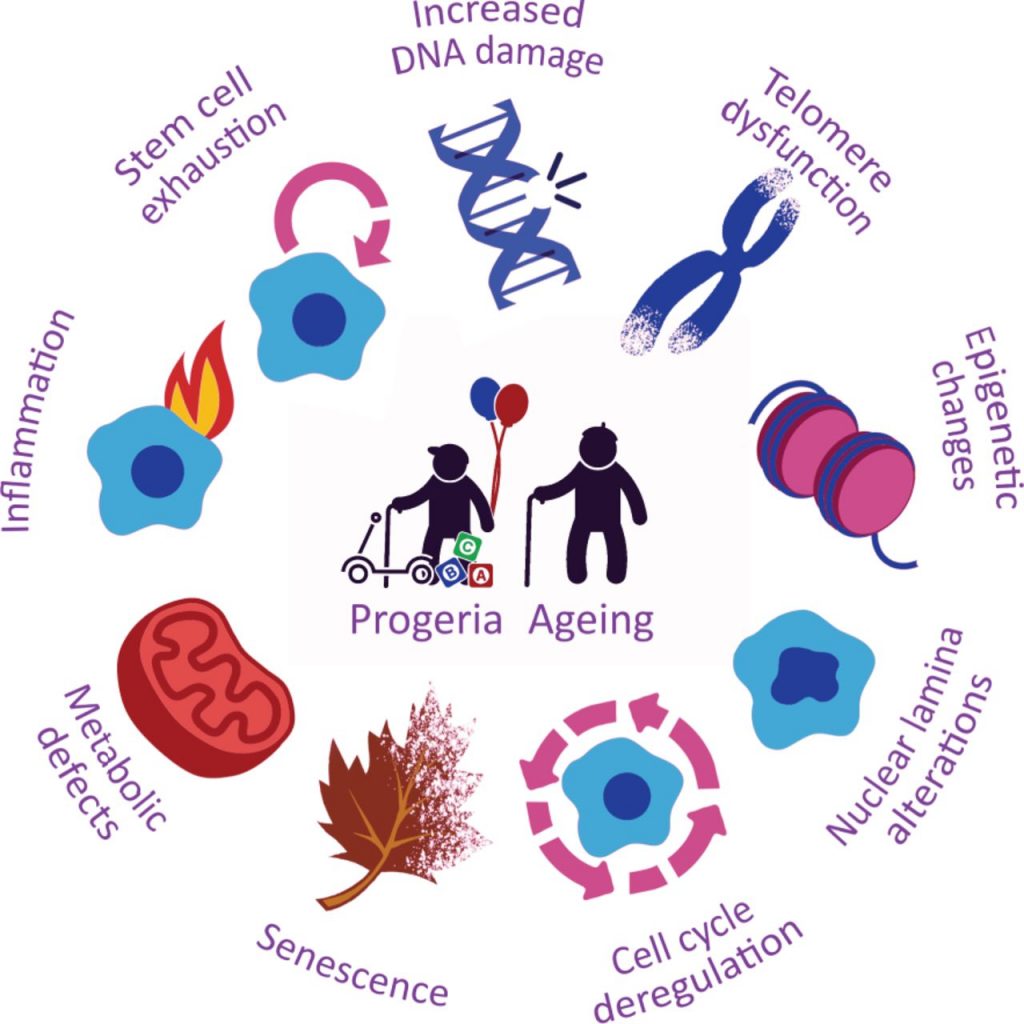 antiaging 3