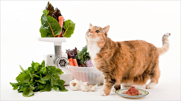 Υγιεινή διατροφή για τις γάτες σας