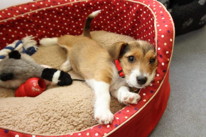 Puppy with toys Puppy with toys
