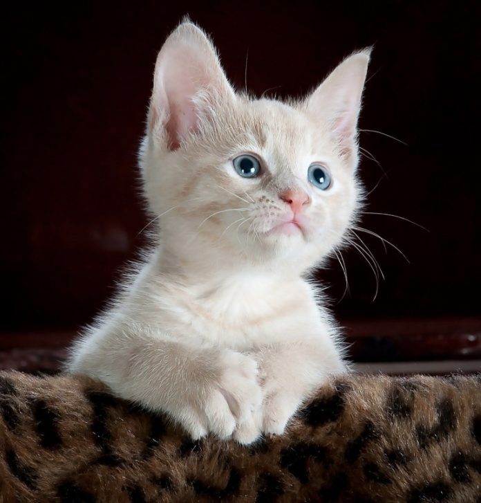 kitty 551554 1280 1 kitty 551554 1280 1