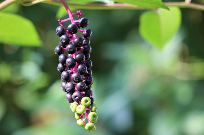 pokeweed phytolacca americana plant toxic green and black berries summer nature outdoor